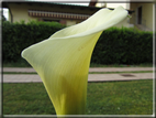 foto Fiori